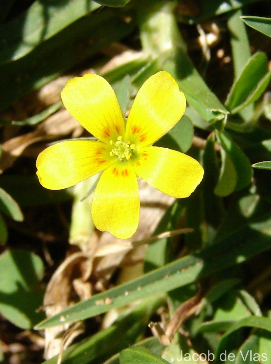 Oxalis corniculata L.